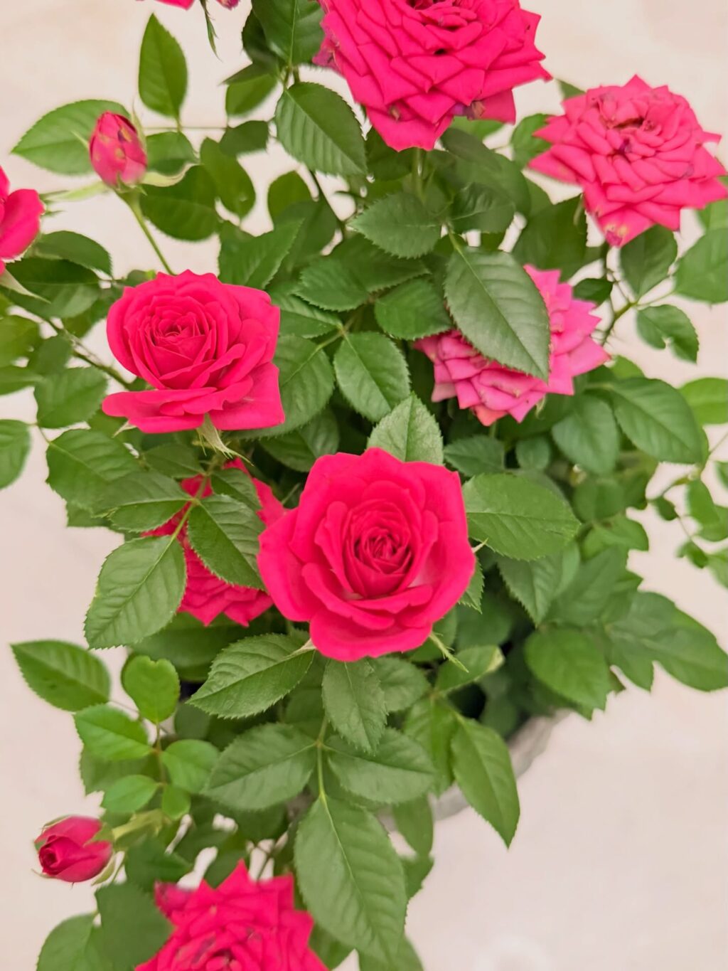 Instagram post from dranataliabazzo. This post is in position 11.