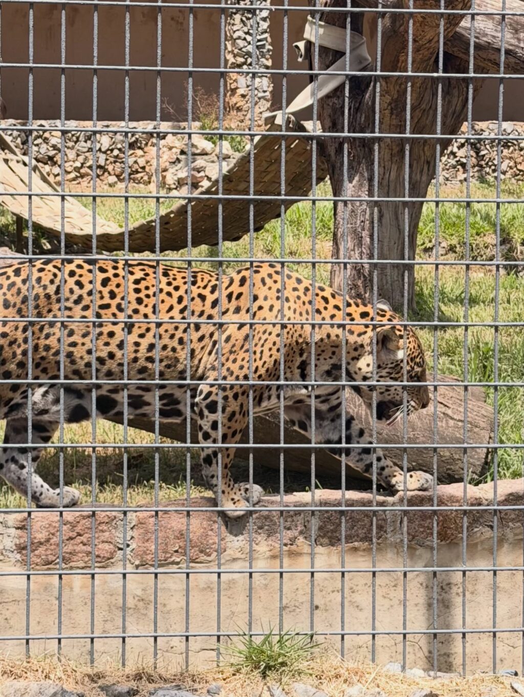 Instagram post from dranataliabazzo. This post is in position 8.