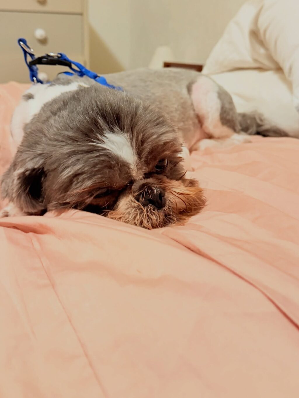 Instagram post from dranataliabazzo. This post is in position 11.