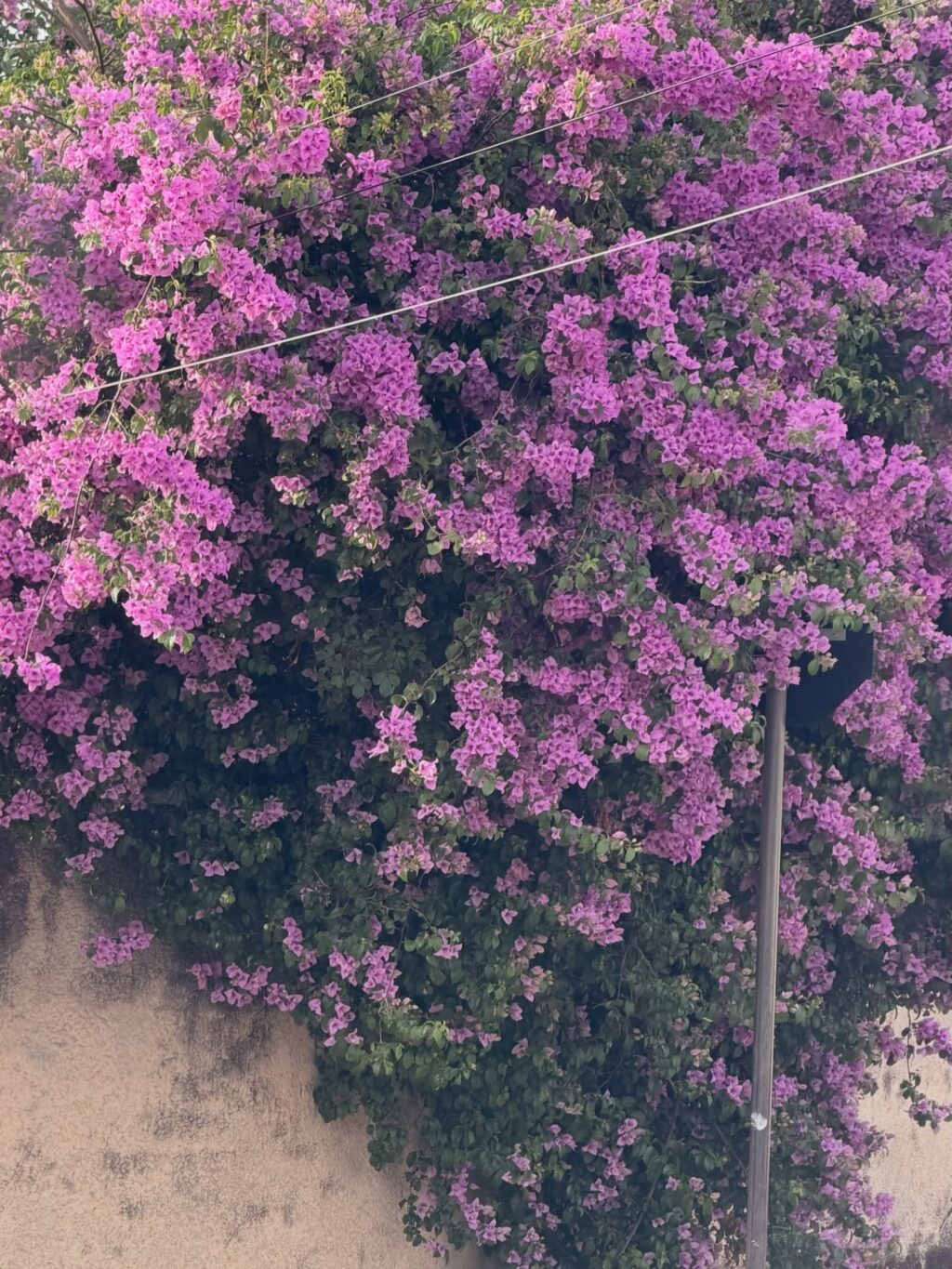 Instagram post from dranataliabazzo. This post is in position 2.