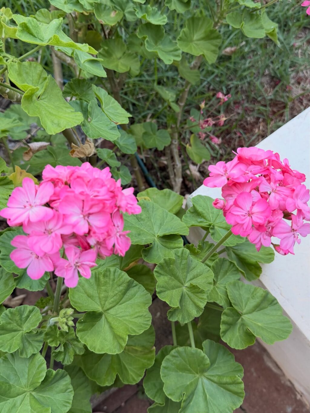 Instagram post from dranataliabazzo. This post is in position 6.